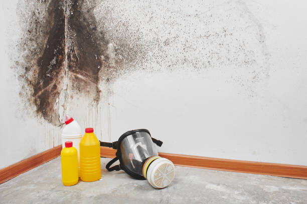 Mold Documentation for Insurance Claims in Elkton, KY